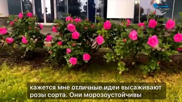 Остров роз - озеленение Петербурга, Матисов остров, река Пряжка, Анна Матис смотреть онлайн