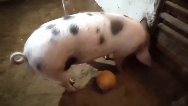 Свинья пришла в охоту. смотреть онлайн
