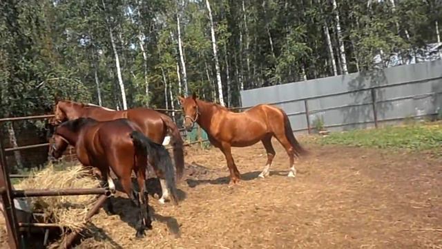 Лошадь Фунтик и другие смотреть онлайн