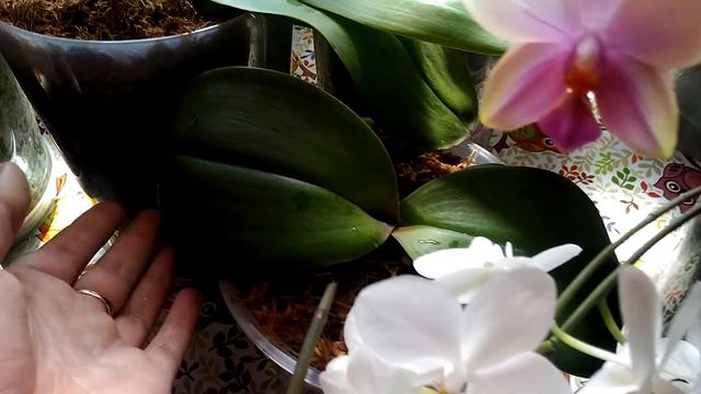 🌼Майский обзор моих орхидей🌸🌷🌹 смотреть онлайн