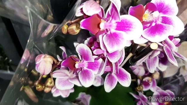 ОРХИДЕИ в Леруа: Биглип, Манхеттен, Сарасто, Феррара, Кадиллак и др.(18.01.20). смотреть онлайн