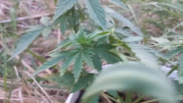 wild outdoor. АУТ 2023. 30 дней. Growerz. смотреть онлайн