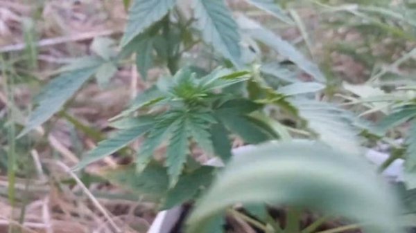 wild outdoor. АУТ 2023. 30 дней.  Growerz.