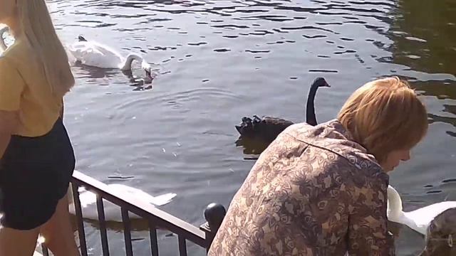 Лебеди на пруду в парке Победы на Крестовском острове смотреть онлайн