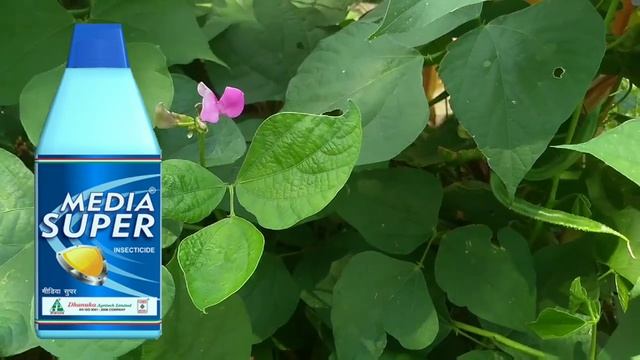Media Super Insecticide || Imidacloprid 30.5% Sc || Dhanuka Agritech ||