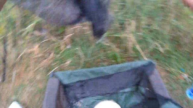 Ловля амура и карпа. Сумасшедший клев в августе. Этот орех творит с рыбой чудеса смотреть онлайн