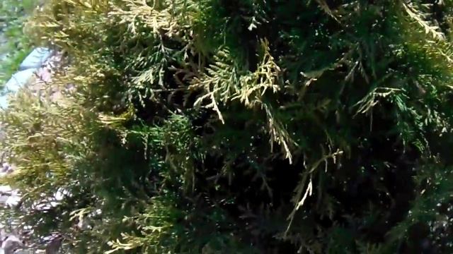 Thuja occidentalis 'Rheingold' смотреть онлайн