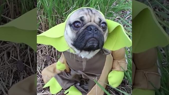 Star Wars - Pug Edition смотреть онлайн