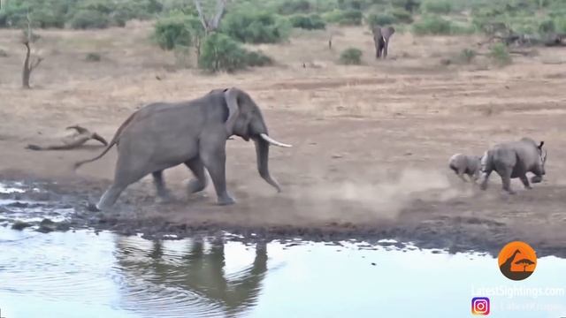Elephant Tramples Rhino & Baby! смотреть онлайн