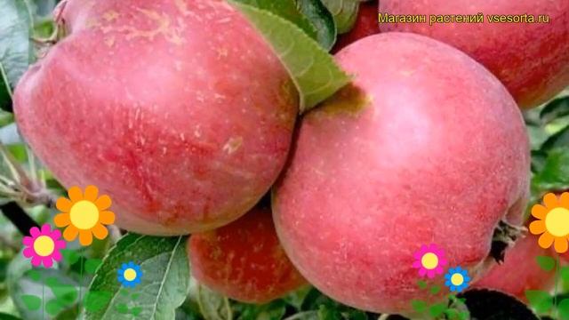 Яблоня Мечта. Краткий обзор, описание характеристик, где купить саженцы malus domestica Mechta смотреть онлайн