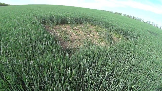 Работаем пшеницу фунгицид+инсектицид! смотреть онлайн