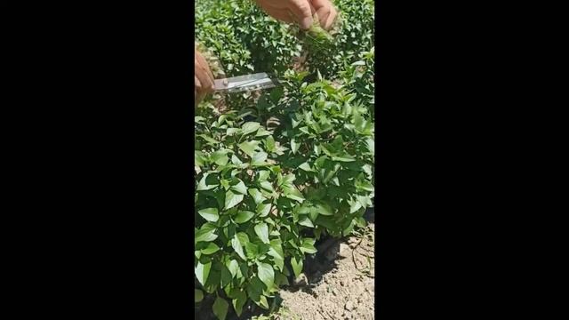 Кипрский Базилик   #кипрскийбазилик #базилик #кустарниковыйбазилик  #batatchudo