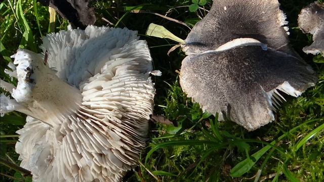 Tricholoma atrosquamosum смотреть онлайн