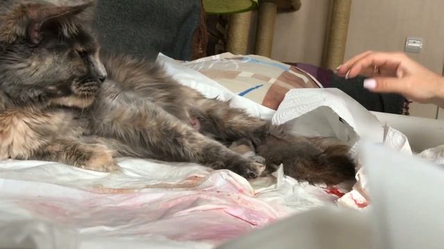 Роды кошки (мейн кун.) помет "A" -24/12/2017 смотреть онлайн