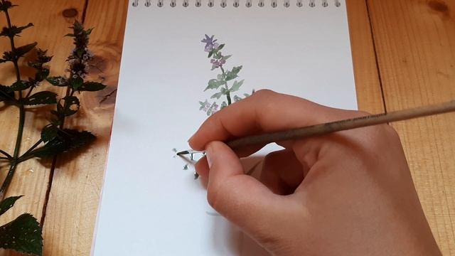 РИСУЕМ МЯТУ АКВАРЕЛЬЮ. Простой урок рисования акварелью для новичков смотреть онлайн