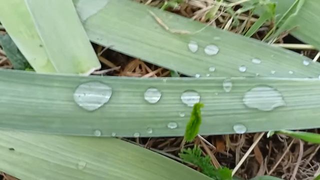 Возможна ли обработка пестицидами с бытовыми ПАВами. смотреть онлайн