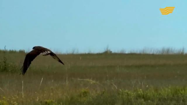 «Астана жайлы 20 дерек». Қорғалжын қорығы смотреть онлайн