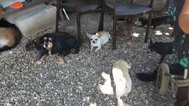 Вы будете УДИВЛЕНЫ ?Новости нашего питомника чихуахуа Кастропуло, КУДА мы деваем своих старых соба смотреть онлайн