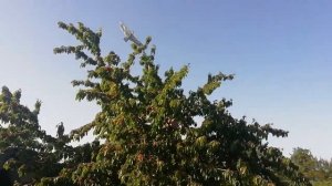 Способ победить скворцов и спасти урожай черешни