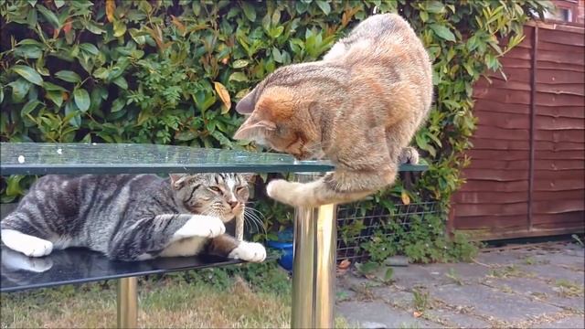 Accudire un GATTINO PICCOLO смотреть онлайн