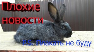 Гибнут кролики. Что делать в данной ситуации?