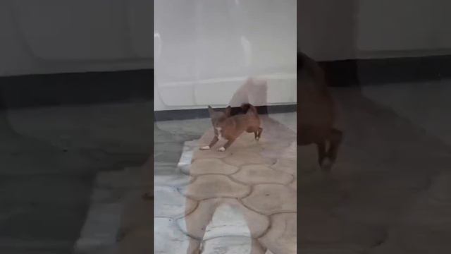 Видео привет от наших девочек шоколадочек ❤️Пит-к чихуахуа Golden Lily Симферополь Крым 7978835786 смотреть онлайн