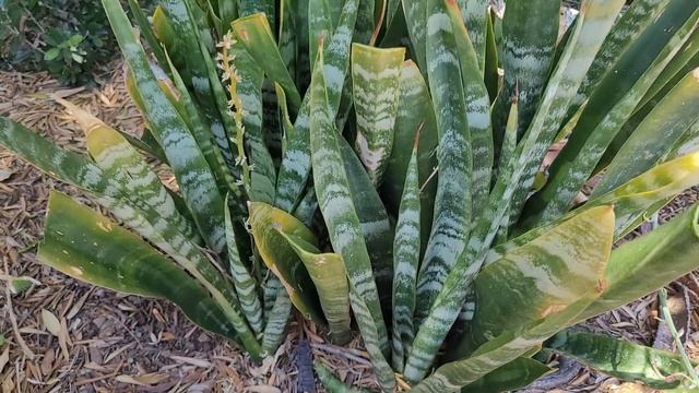 Sansevieria-snake plant after blooming will need to be shared after the summer. Planted outdoors смотреть онлайн