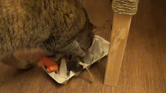 Кормушка-головоломка для кошки своими руками смотреть онлайн