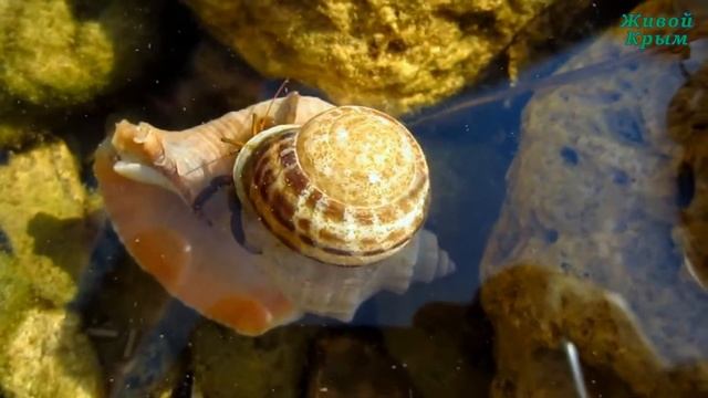 Запасливый черноморский рак-отшельник смотреть онлайн