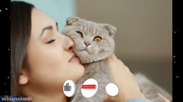 Не Пропустите! ОТКРЫТИЕ, которое УДИВИЛО Многих! Кошки на Самом Деле... ¤ НЕОБЫЧАЙНОЕ смотреть онлайн