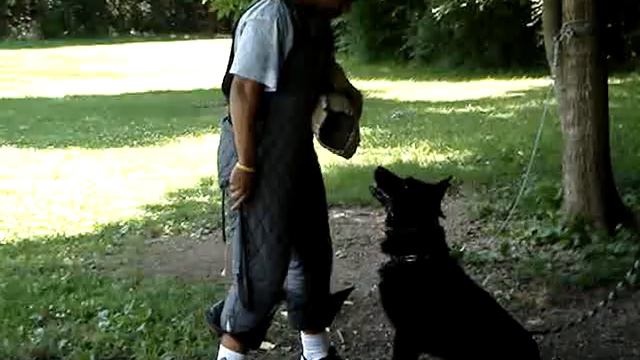 Working K9 Kutter vom Landesberg смотреть онлайн