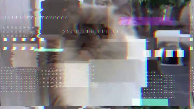 Гималайская кошка, главные отличия от персидской смотреть онлайн