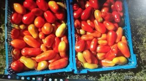 Томат Московский деликатес