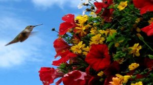 Красивая музыка .......(Тигран Мансурян)