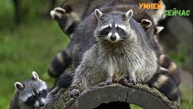 Какова жизнь Енота? И почему они нам так нравятся смотреть онлайн