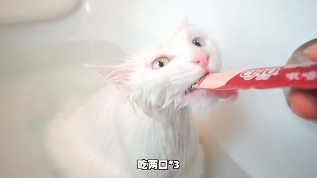 猫咪上厕所沾了一身粑粑满屋跑！往床上跳的那刻主人崩溃了！ смотреть онлайн