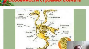 Особенности внешнего строения и скелета птиц, связанные с полётом.