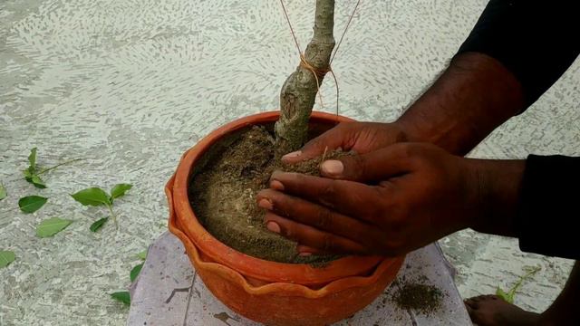 How To Make A Ficus Bonsai Tree | Step by Step | #youtube #video #bonsai #gardening смотреть онлайн