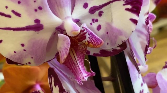 Свеженькие орхидеи в Флориде. Мэйджик Арт, Брион, Торино ... Дарвин на уценке ... смотреть онлайн