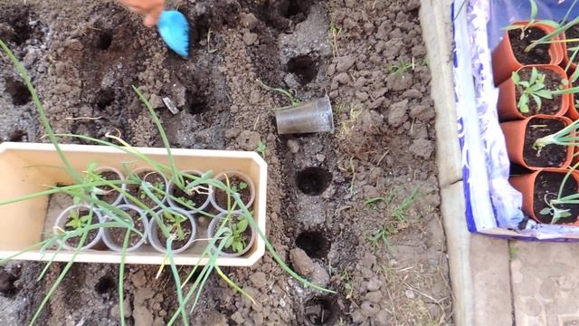 ЭФФЕКТИВНЫЙ СПОСОБ ПОСАДКИ РАССАДНОГО ЛУКА смотреть онлайн