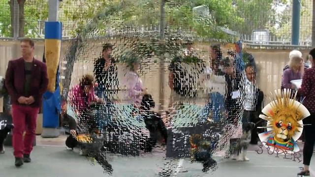 миттельшнауцер Арчи 5 - первая выставка смотреть онлайн