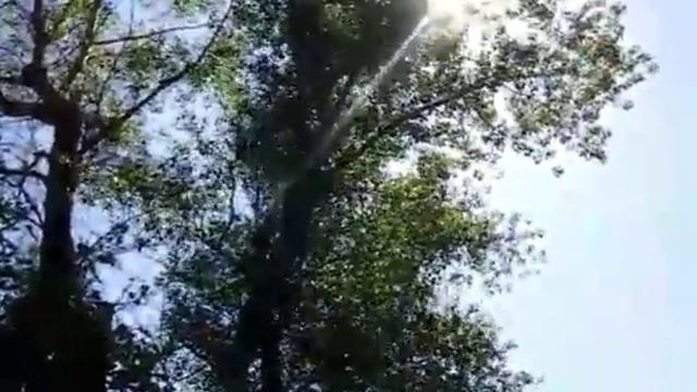 Спил высокорослых деревьев смотреть онлайн