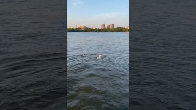 Событий кайф должен выглядеть так 🫶🏻 #джекрасселтерьер #екб #собака #собакадругчеловека #собаки смотреть онлайн