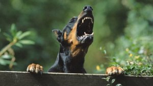 Лай собаки (Звук лая на улице) / (3 Минуты)