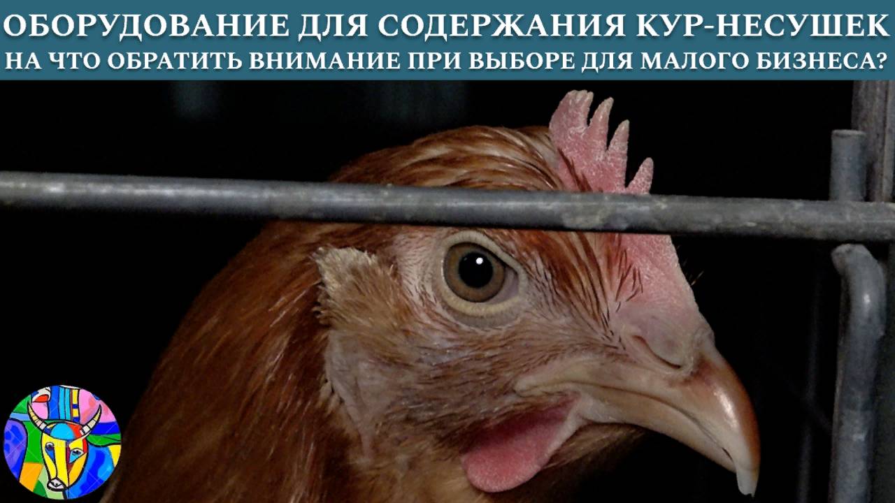 Оборудование для содержания кур-несушек. На что обратить внимание при выборе для малого бизнеса? смотреть онлайн