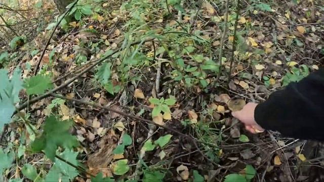 Прогулки за грибами | На горки за груздями и лисичками. смотреть онлайн