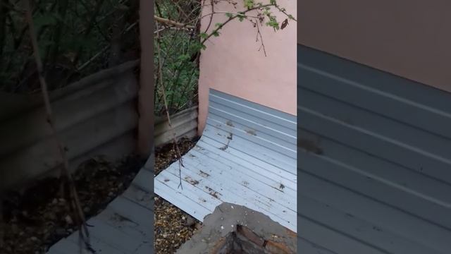 Как перезимовала пальма декоративная в открытый грунт (Зона морозостойкости USDA 6 Б) смотреть онлайн