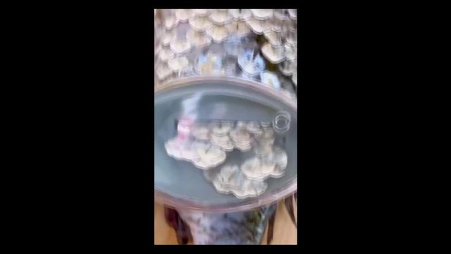 Чистилка для рыбы смотреть онлайн