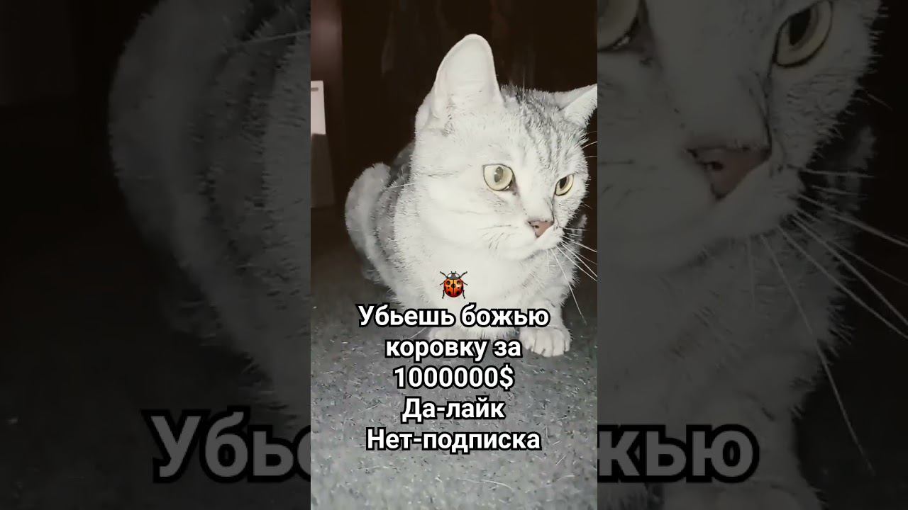 Да или нет? смотреть онлайн