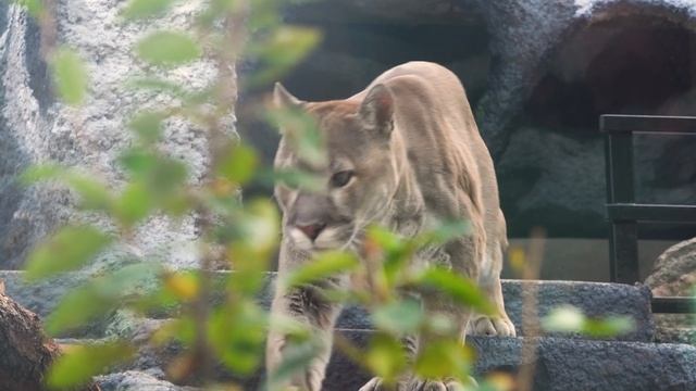 Новый вольер для пумы создали в Московском зоопарке смотреть онлайн